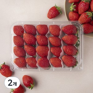 설향 딸기 대과