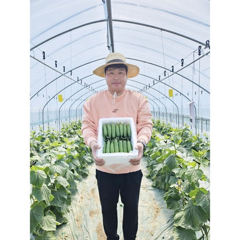 [산지직송, 당일발송] 예스팜, 미니오이, 스낵오이, 피클오이, 미니오이1.3kg, 1박스, 2kg