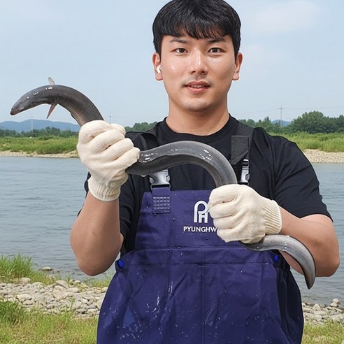 산지직송 고창 자포니카 풍천 장어