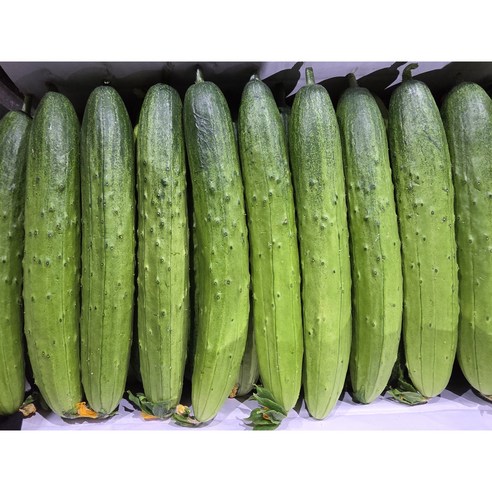 굿데이팜 국내산 오이 백다다기 2kg~10kg(소용량 대용량), 1박스, 1kg(5~6개입)