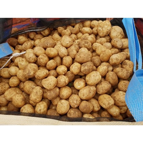 국내산 26년 햇감자 감자 중 대 왕 특 크기선별 박스, 1박스, 26년 햇감자 특사이즈 5kg (160-210g)