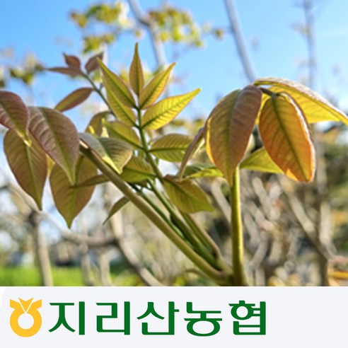 [지리산농협] 지리산 옻순, 2kg, 1개