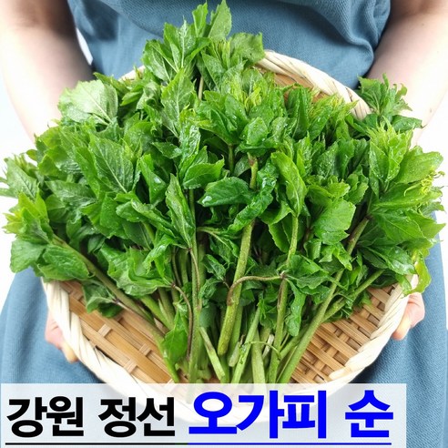 햇살농원 강원 정선 오가피순 가시오가피순 나물 오갈피순 오갈피나물 오가피잎