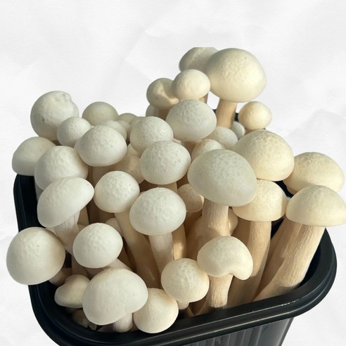 함평 무농약 만가닥 버섯, 햇 송이버, 1박스, 흰색 햇 송이버섯(1팩 150g) 10개