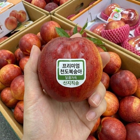 첫출하 프리미엄 하우스 천도복숭아 신선 신비 복숭아 국내산 한정특가