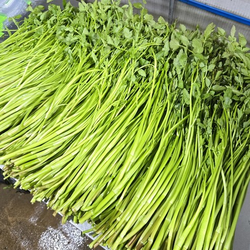 특품 무농약 맥반석 미나리, 2kg, 1박스