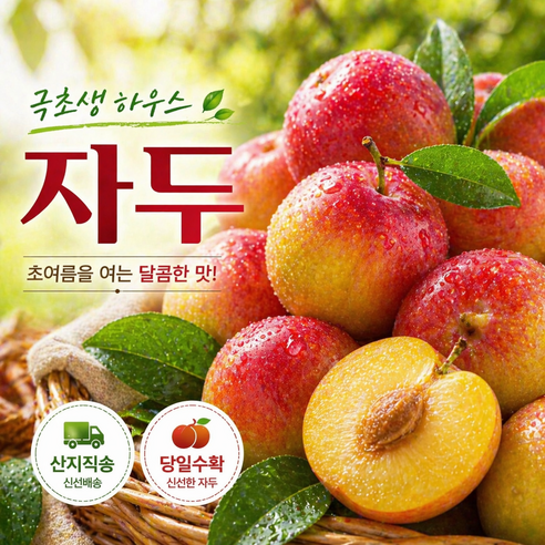 [100박스 한정] 하우스자두 고당도 산지직송, 1박스, 중대과 x 300g