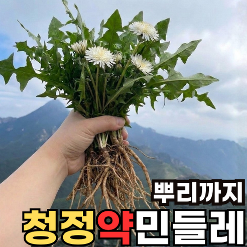 청정지역 100%토종 뿌리까지 청정약민들레생초