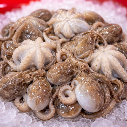 국내산 알배기 쭈꾸미 활 주꾸미 알쭈꾸미, 1박스, 1kg (7-15미내외)