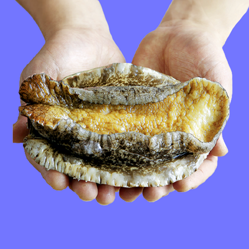 복다미 전복선물세트 특대 완도전복직거래, 1세트, 1kg