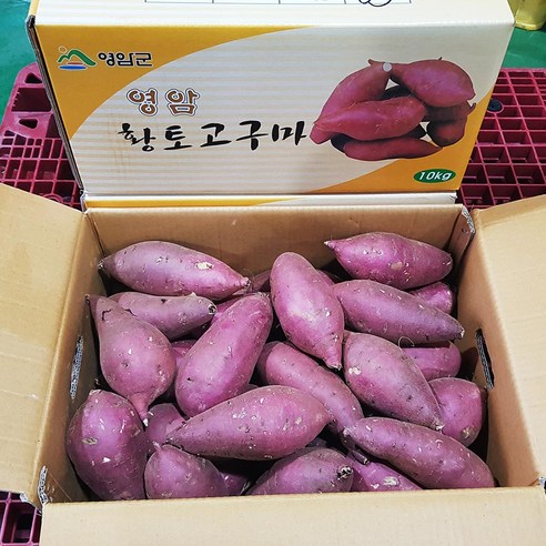 최고구마 영암황종복 연지꿀고구마