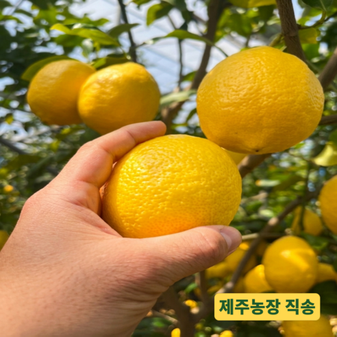 [제주직송] 껍질까지 안심 레몬수 레몬 째지세러데이