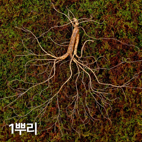 삼삼삼 12~15년근 야생삼 산양산삼 장뇌삼 설 추석 명절 부모님 선물세트