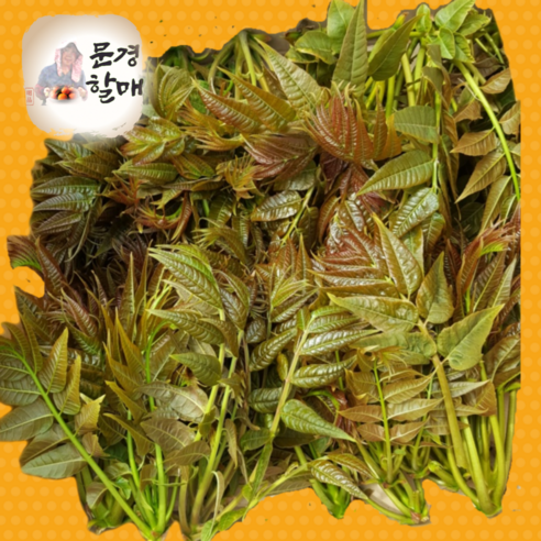 상주 옻순 옻나무순 옷순 참옻나무순 국산 봄나물 산나물 산지직송