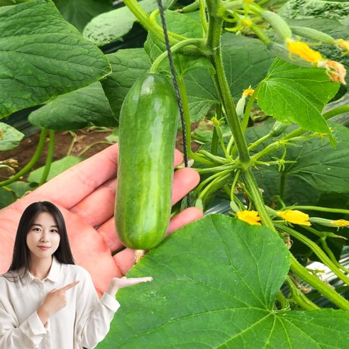 특가 청담농수산 미니오이 스낵오이, 1개, 4kg (정품)