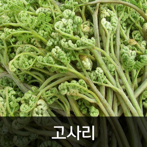 약수농장 생고사리 4kg