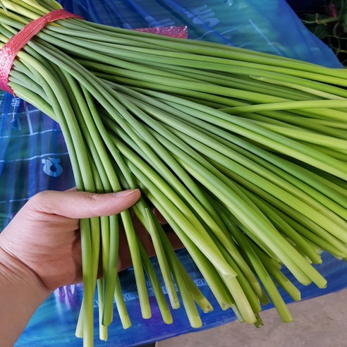 (농장직송) 금메달농수산 국산 정품 마늘쫑, 1개, 3kg 내외