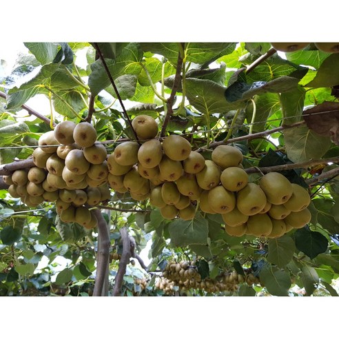 [은실농장] 키위/참다래 소과 10kg[원산지:국산(경상남도 창원시 마산합포구)], 1세트, 10kg
