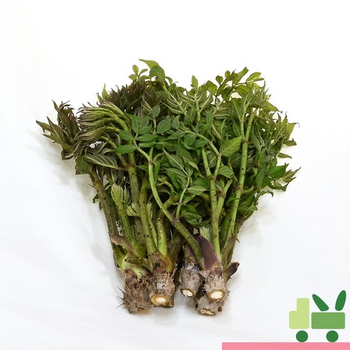 사라상회 두릅 (산두릅 참두릅) 2kg (장아찌)