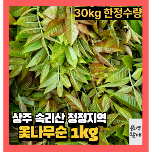 상주 옻순 옻나무순 옷순 엄나무순 봄나물 산나물 산지직송 1kg 1박스