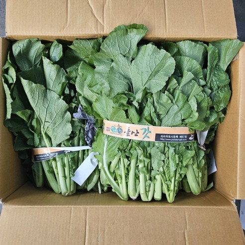클릭마켓 국내산 청갓 여수돌산갓, 1개, 4kg