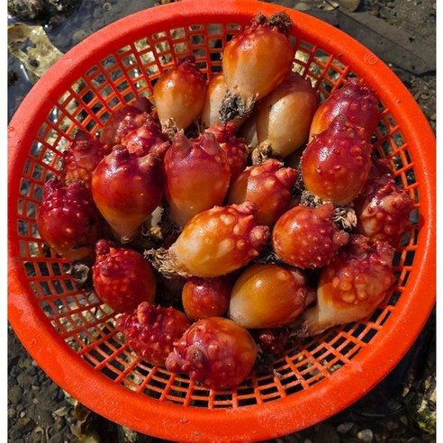 [프리미엄] 산지직송 당일수확 통영 활멍게