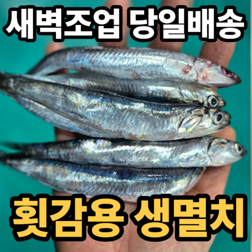[새벽조업] 통영 횟감용 생물 멸치
