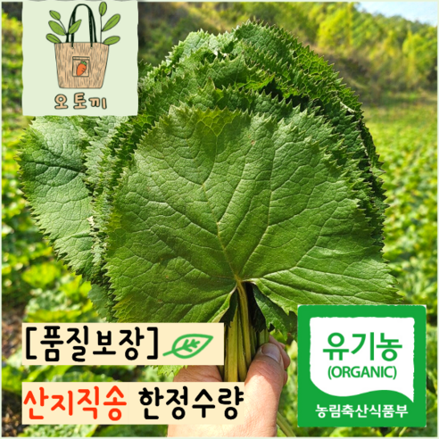 [유기농] 강원도 자연산 곰취 당일수확 곰취나물 산지직송 생곰취