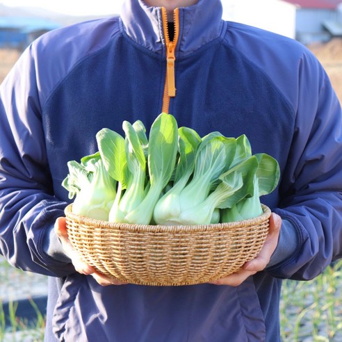 국내산 청경채 2kg 4kg 마라탕 샤브샤브 용 청경채 1kg [원산지:국산(경기도 용인시)], 1개, 2kg