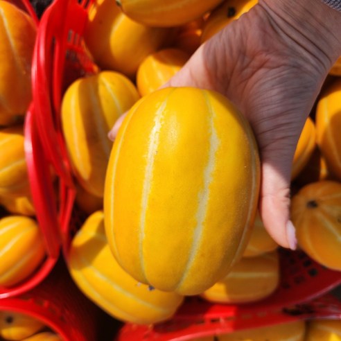 팜플러스 달디단 성주 꿀 참외 소과 2kg/3kg /5kg, 1박스, 2kg