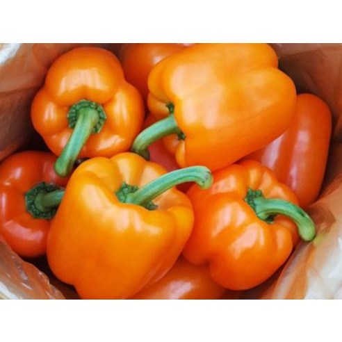 동글이 특품 주황색 파프리카 - 3kg (12개~18개), 1개, 3kg