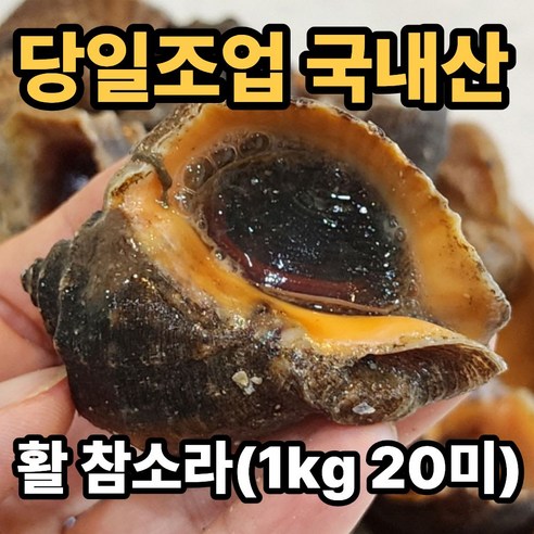 [인천 직배송] 자연산 생물 참소라