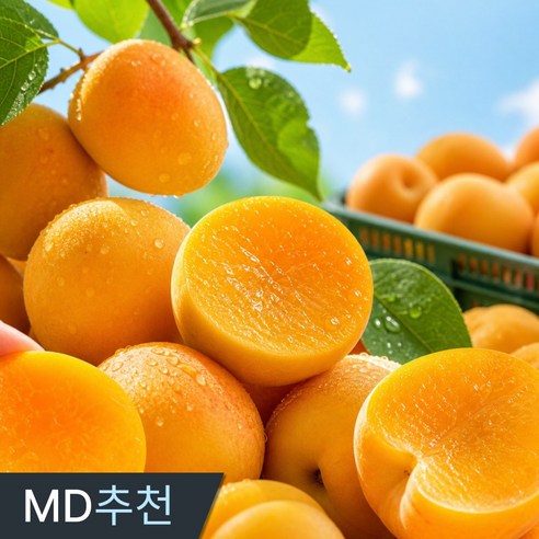 삼시세끼연구소 한달만 나오는 새콤달콤 영천 살구 국내산, 1박스, 500g