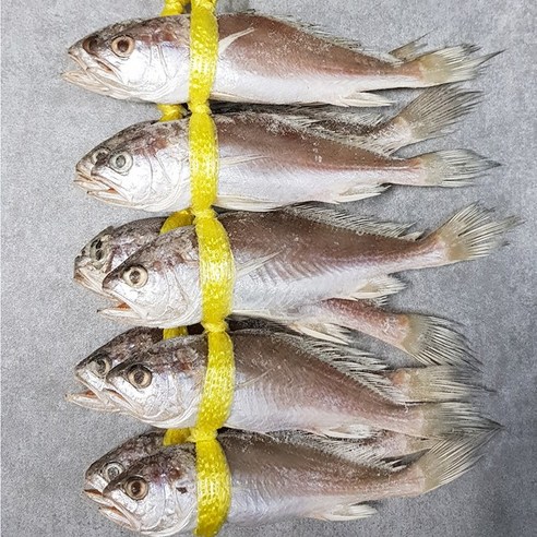 자갈치닷컴 침굴비 맛있는침조기, 2개, 1.5kg (24cm전후 / 10마리)