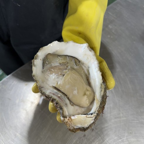 [제니네 제철과일] 통영 산지직송 자연산 바위굴 벚굴, 1개, 1kg (1~3미 내외)