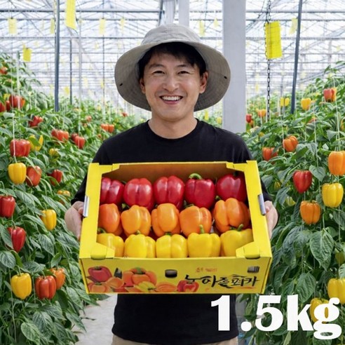 [산지직송] 신선하고 아삭한 맛! 고당도 프리미엄 파프리카, 1박스, 파프리카(색상랜덤) 1.5kg