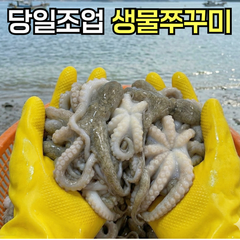 [재주문1위] 당일조업 제철 생물 활 알쭈꾸미