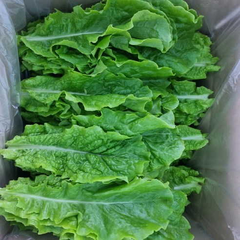 (쌈바쌈바)  산지 직배송 청상추 1,2,4 kg [국산:경남고성군]
