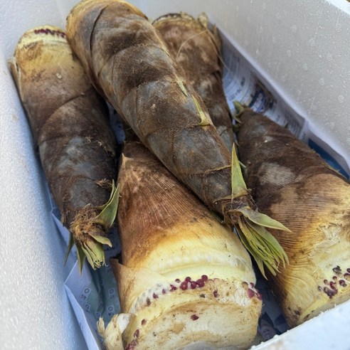 백운산 자연산 야생 생 맹종 죽순 맹죽 분죽 생죽순