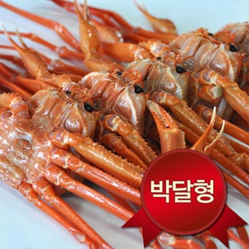 노가네 영덕 박달홍게(중)5미(마리당300~350g내외수율80~90%), 단품