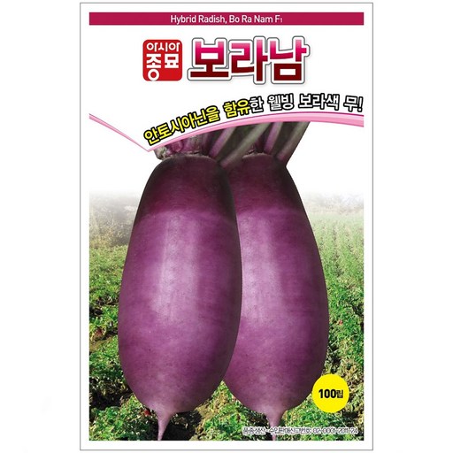 보라남 자색무 씨앗 100립 안토시아닌 함유 보라색 가을 무씨 종자
