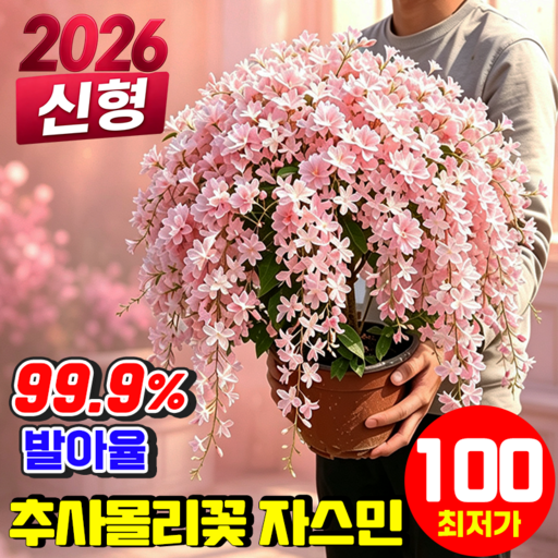 {2026 태국신형} 태국 수입 수선 재스민 늘어지는 자스민 씨앗 3배 진한천연 꽃향기 추사몰리꽃 자스민 매달린재스민씨앗 사계절 개화 YONICE