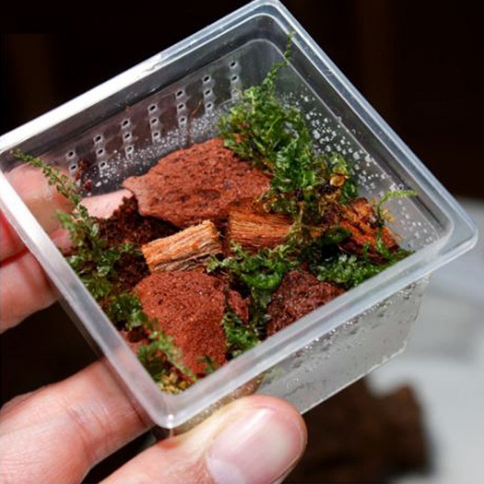 깡충거미 사육키트 5종 애완거미 키우기 코코허스크, 사육장, 화산석, 코코피트, 이끼, 1개, 단일