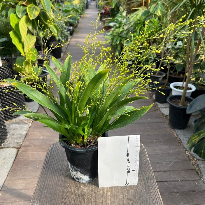 초콜릿 향이 나는 난초 온시디움 환타지아난 꽃 플랜테리어 올플랜츠