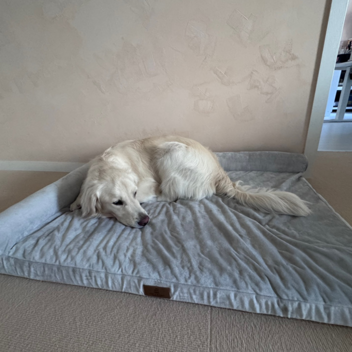 홀릭하임 대형견 에그폼 L자형 꿀잠 사각방석 03 L2XL, 1개, 그레이