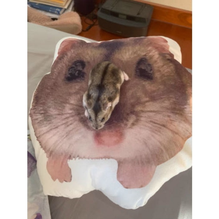 맞춤형 제작쿠션 포토쿠션 실사 사진 반려동물 강아지 고양이 사람 쿠션