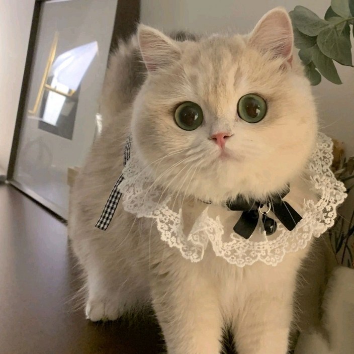 챔히로 고양이 귀요미 턱밭이, 1개, 레이스 블랙