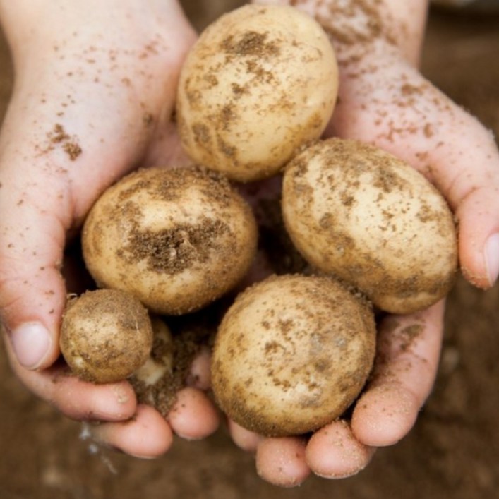 서준엄마네 국내산 햇감자 포슬포슬 수미감자, 1박스, 3kg대