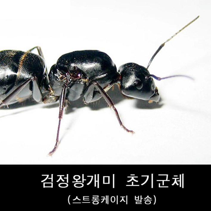 바부르마트 일본왕개미 초기군체 / 개미사육 / 애완개미 / 검정왕개미 / 일본왕개미