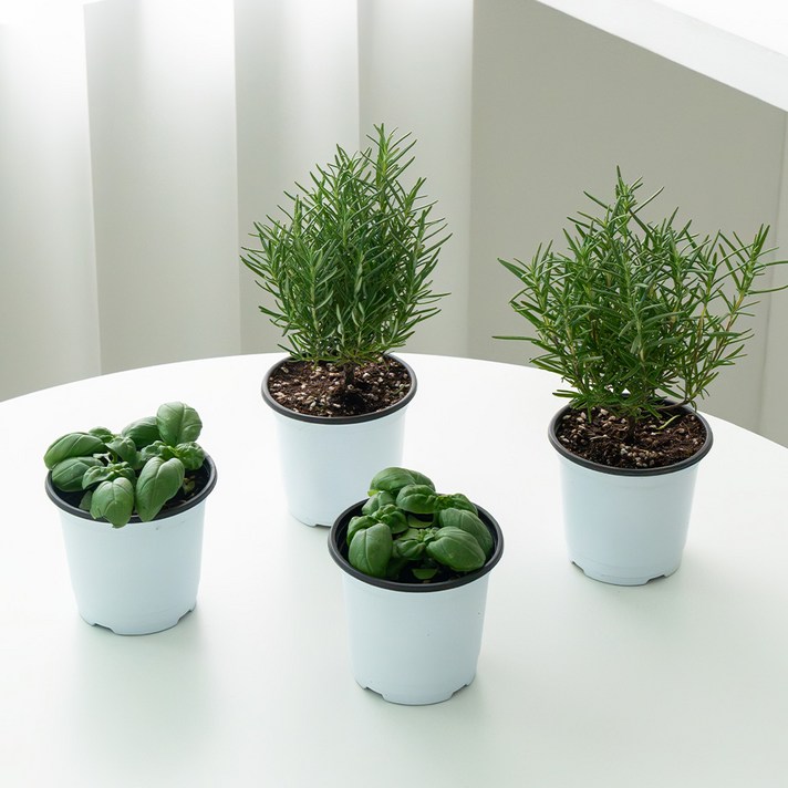 로켓프레시 코코도르팜 허브 포트 소형 로즈마리 2p  바질 2p 세트, 혼합색상, 1세트